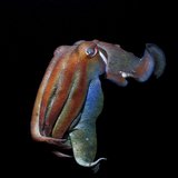 <i>2025 Australian Geographic Nature Photographer of the Year</i>
<p>Winner Portfolio: Giant Gladiator by Peter McGee, Gadigal Country, Sydney.
<p>Giant Cuttlefish (<i>Sepia apama</i>)
<p><i>Reaching up to a metre in length, giant cuttlefish are large, charismatic characters. Their short lives are packed with drama - males engage in intense contests, stretching their bodies and flashing vibrant colours to try and establish dominance. This warrior had just successfully competed in several clashes with rivals.</i>