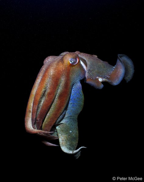 2025 Australian Geographic Nature Photographer of the Year. Winner Portfolio: Giant Gladiator by Peter McGee