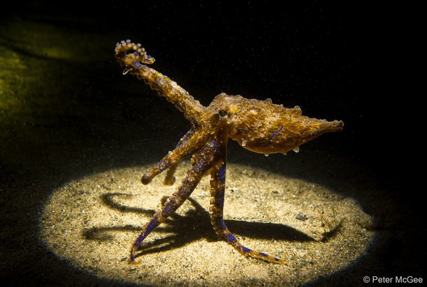 2025 Australian Geographic Nature Photographer of the Year. Portfolio: Blu-Line Dancer by Peter McGee