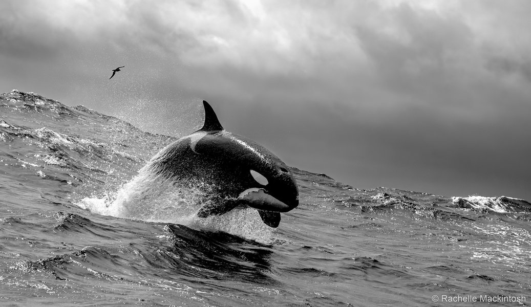 2025 Australian Geographic Nature Photographer of the Year. Winner Monochrome: Party Streamer by Rachelle Mackintosh