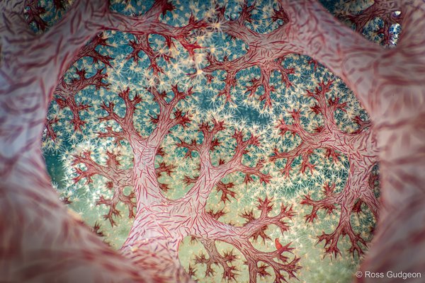 2025 Australian Geographic Nature Photographer of the Year. Overall Winner: Fractal Forest by Ross Gudgeon