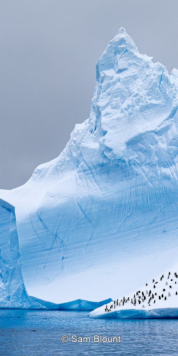Iceberg showing a tall, triangular tip partially submerged in water with Gentoo Penguins resting on the ice and swimming in the surrounding water.