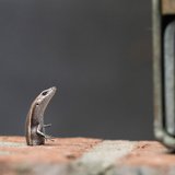 <i>2025 Australian Geographic Nature Photographer of the Year</i>
<p>Winner Our Impact: Skink in a Tight Spot by Sara Corlis, Gadigal Country, Sydney, New South Wales.
<p>Common Garden Skink (<i>Lampropholis guichenoti</i>)
<p><i>Discovered in a brick wall at home, a small garden skink was trapped in a hole. I felt helpless as the lizard thrashed its body from side to side in an attempt to escape. Thankfully, it was eventually able to get itself free.</i>