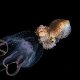 <i>2025 Australian Geographic Nature Photographer of the Year</i>
<p>Winner Macro: Liftoff by Talia Greis, Lembeh Strait, North Sulawesi, Indonesia. 
<p>Liftoff Paper Nautilus (<i>Argonauta sp.</i>), Jellyfish (<i>Pelagia noctiluca</i>)
<p><i>Vertical migrations are some of the most remarkable in the world. Billions of animals hide in deep waters then travel to the surface at night to feed under the cover of darkness. This paper nautilus hitched a ride on a passing jellyfish – a truly unique and magical encounter on one of the world’s greatest vertical currents.</i>