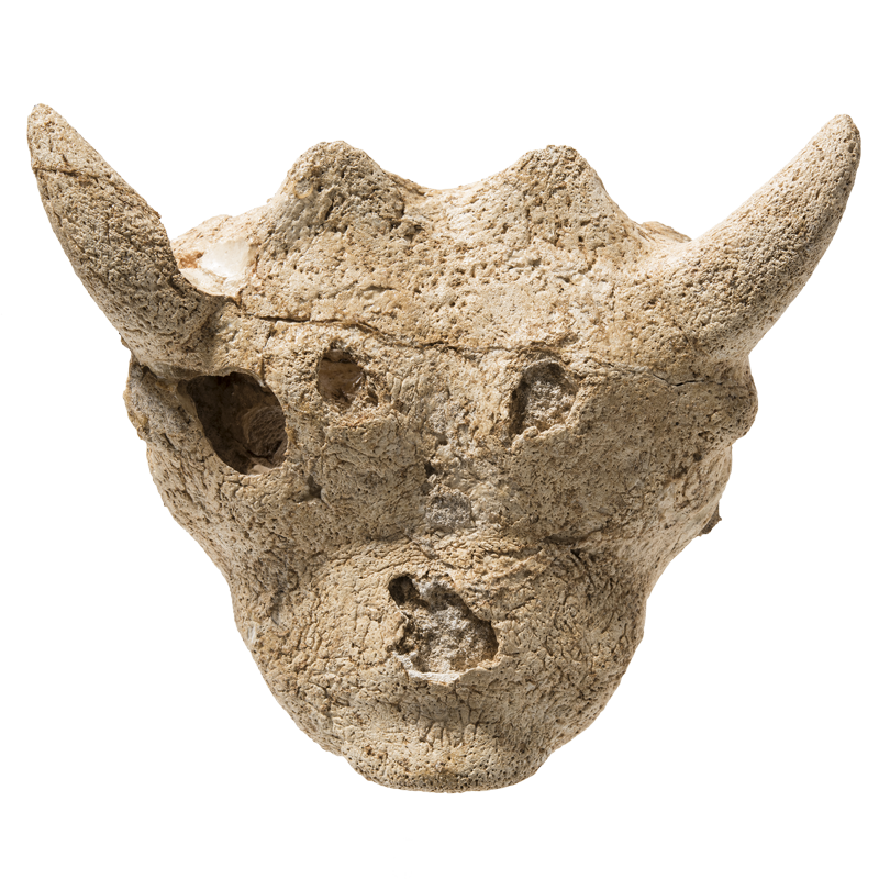 A fossilised turtle skull with two prominent horns viewed from the front against a white background.