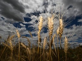 Wheat heads are seen in a field