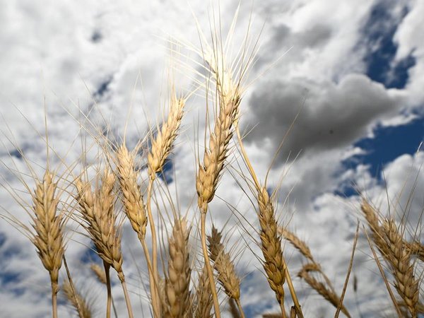 nufarm
