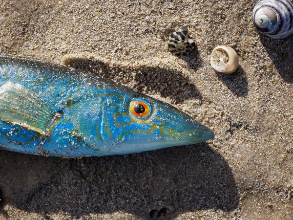 A dead fish at Seacliff Beach