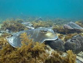 A stingray and cuttlefish