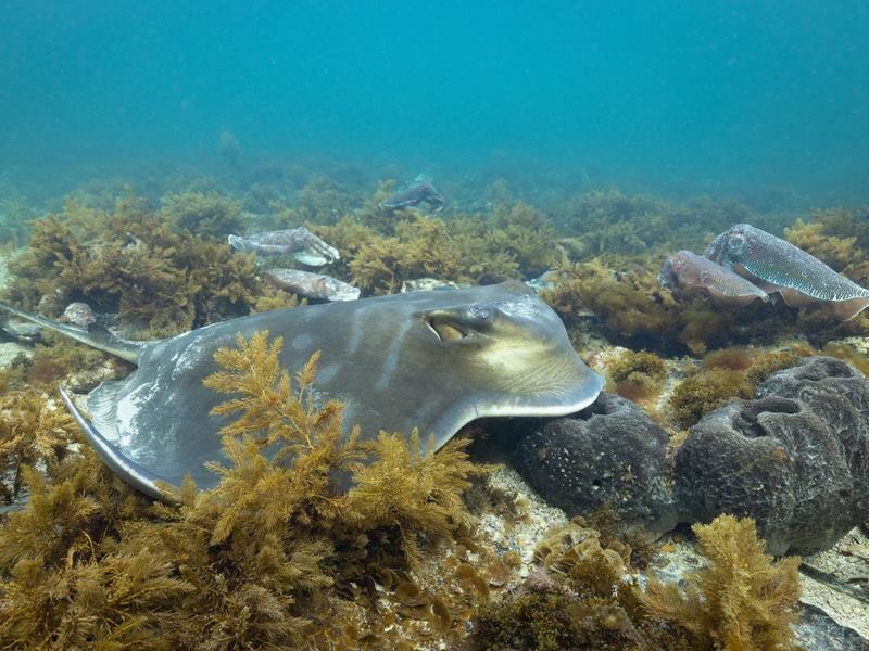 A stingray and cuttlefish