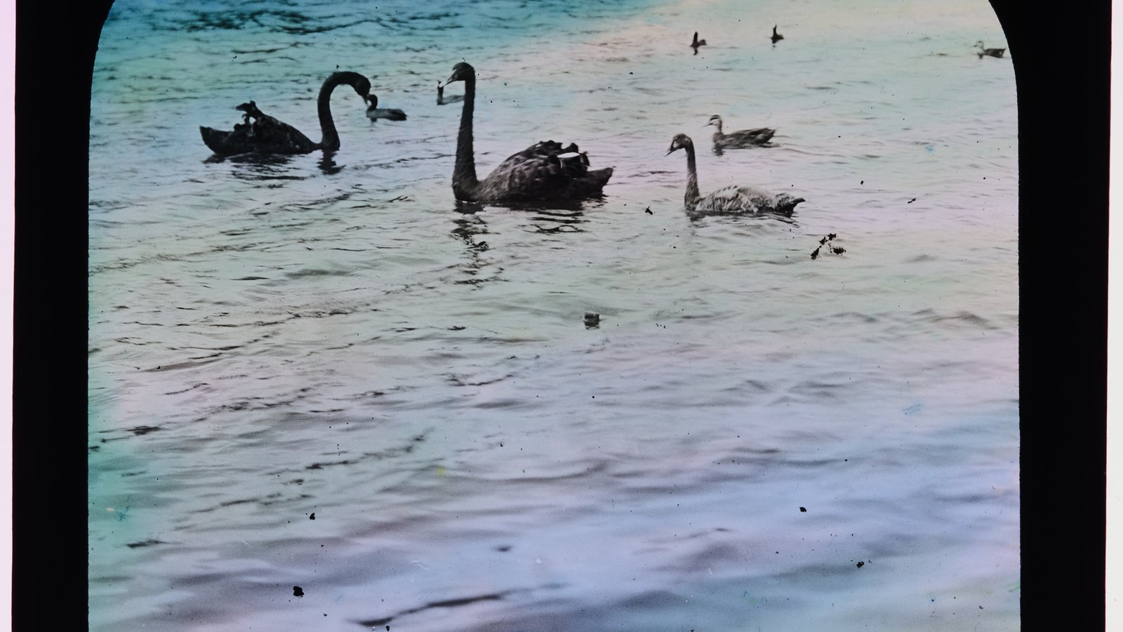 Black Swans [Cygnus atratus]. Original photograph taken at Centennial Park, New South Wales. Used in a lecture <i>Gould's Birds</i>. Hand coloured by Mrs T. Iredale. Date 1927 AMS164/VV03568