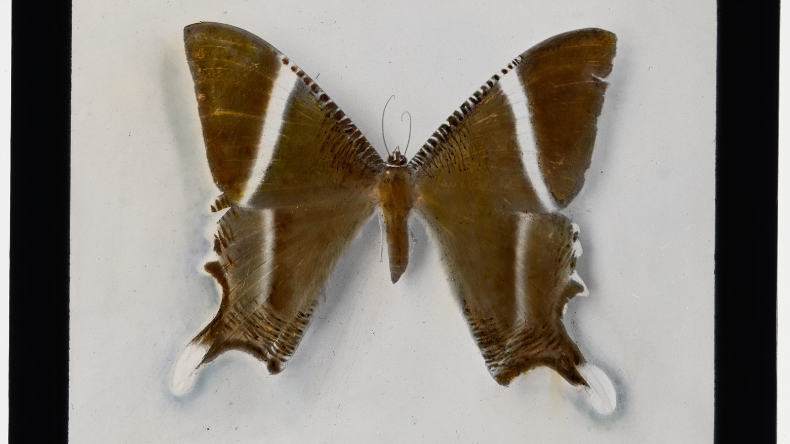 Large day-flying moth - Nyctalemon patroclus (though subsequently reclassified as Lyssa macleaya). Lantern slide of specimen K.35186 used in the 1927 Santa Cruz series of lectures. Hand coloured by Ethel King. AMS164/VV03634