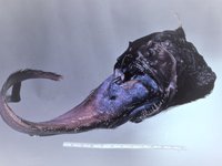 Horned Two-rod Angler chokes on a Snoutscale Whiptail