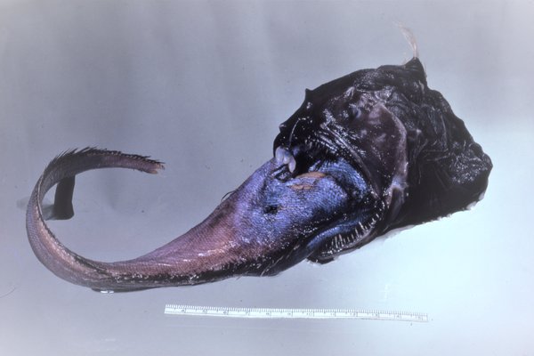 Horned Two-rod Angler chokes on a Snoutscale Whiptail