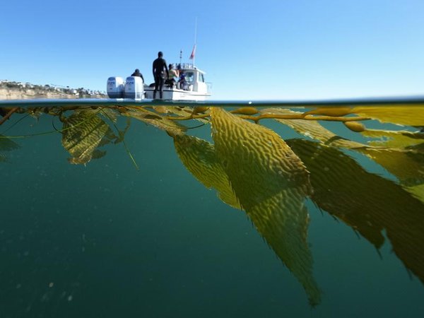 A strand of kelp beside a dive boat (file)