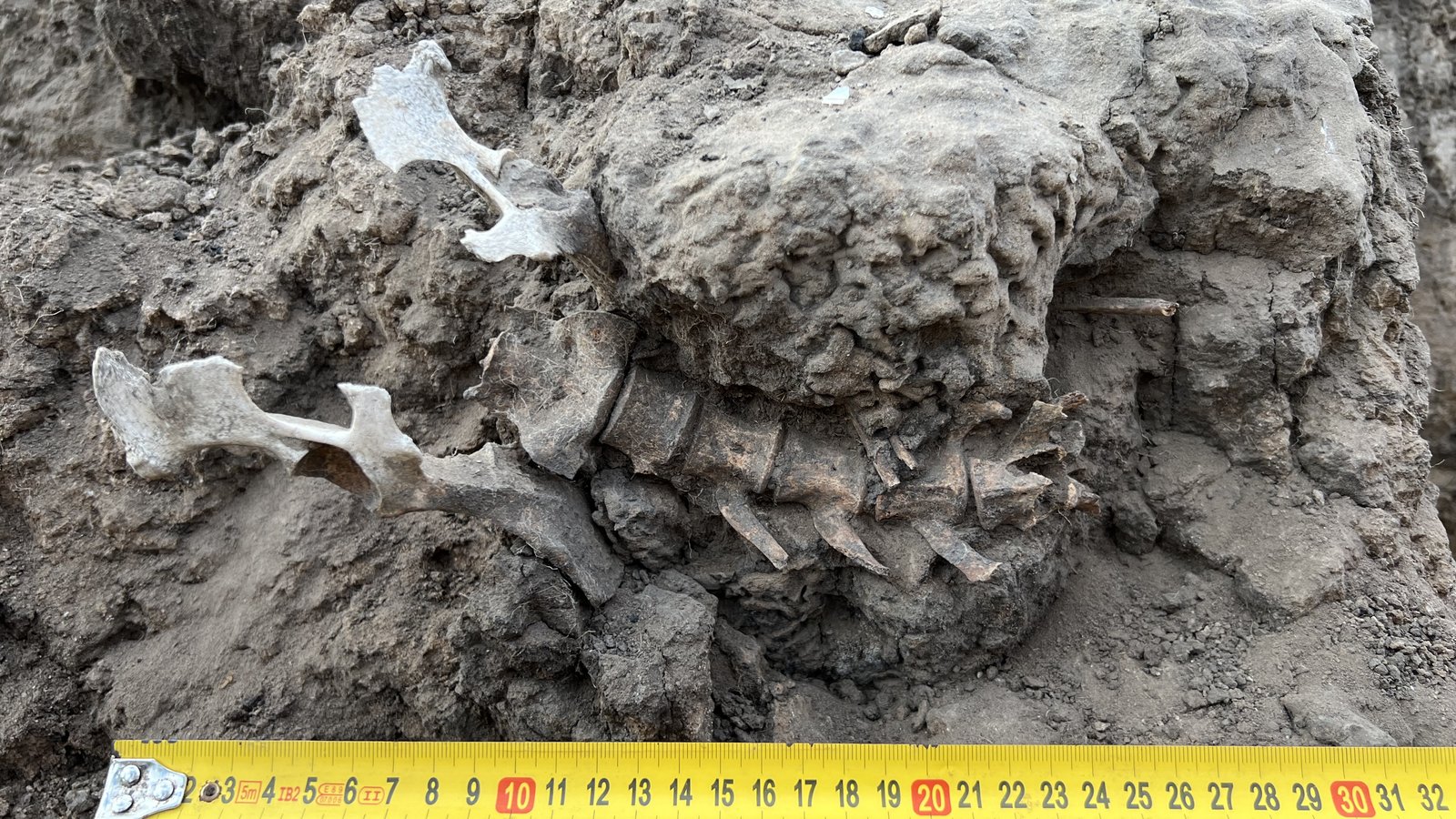 Garli (dingo)bones partially embedded in cracked earth at the excavation site with a measuring tape.