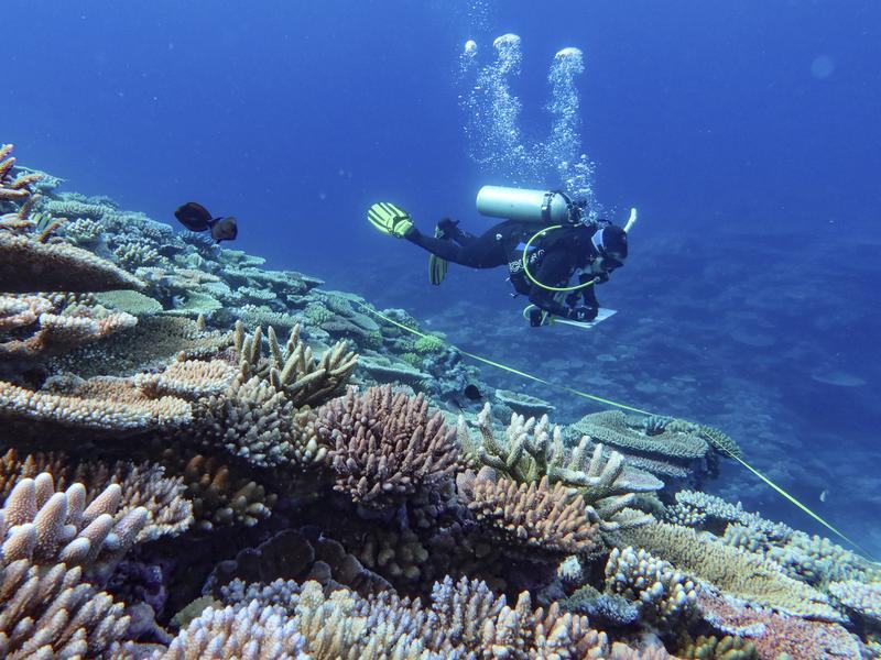 reef
