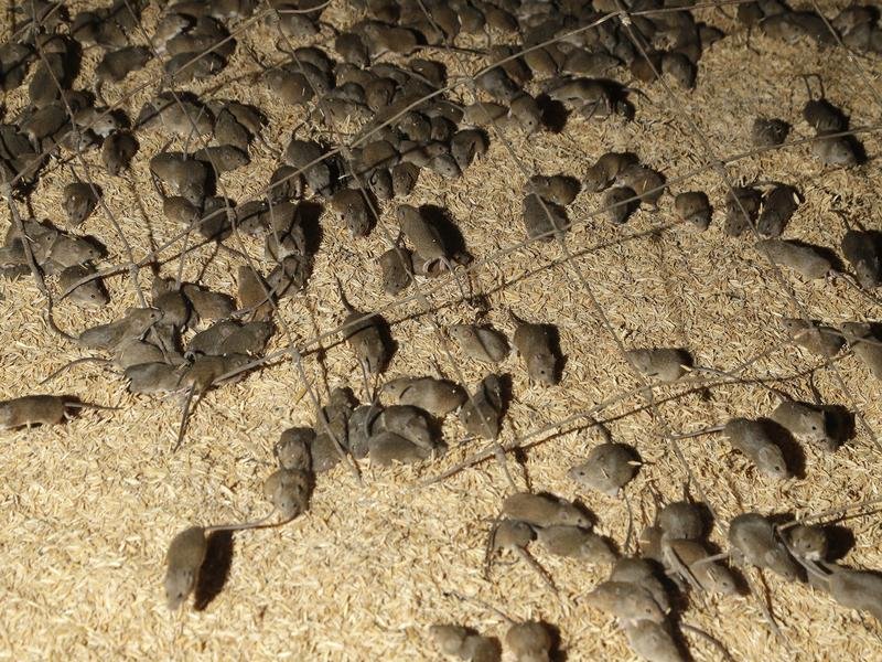 Mice scurry around stored grain on a farm near Tottenham, Australia