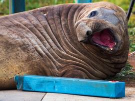 Neil the Seal