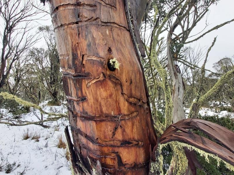 Marks on a tree from a voracious wood-boring beetle