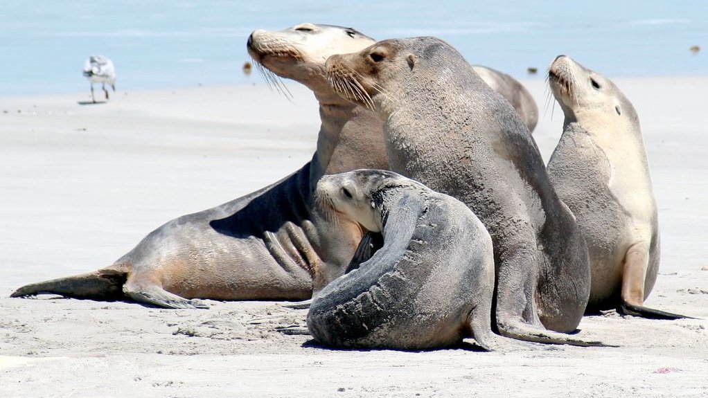Australian Sea Lions