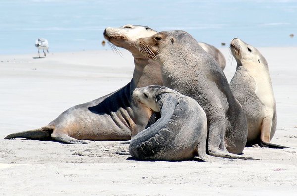 Australian Sea Lions