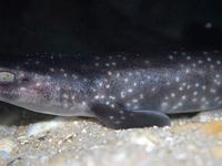 Gulf Catshark, Asymbolus vincenti