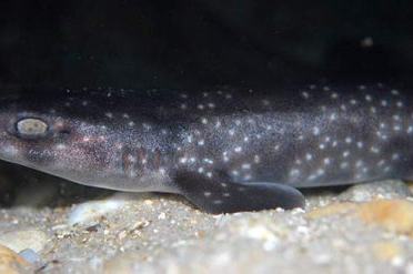Gulf Catshark, Asymbolus vincenti