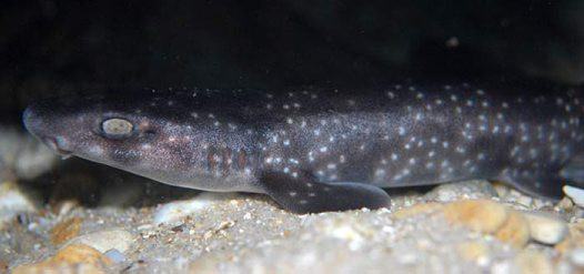 Gulf Catshark, Asymbolus vincenti