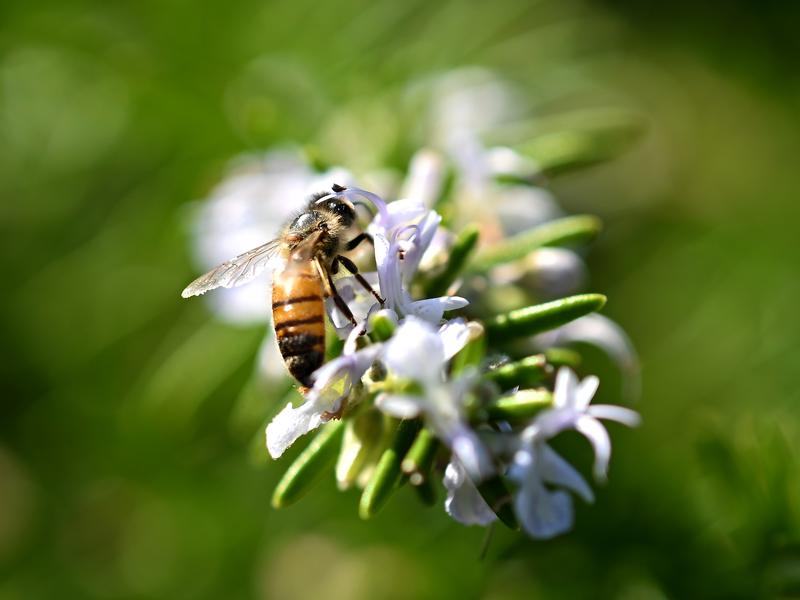 bee stings 