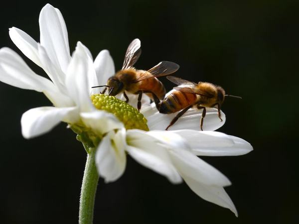 Honeybees are seen on a flower (file image)