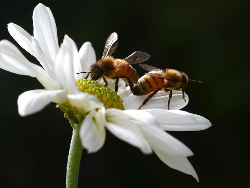 Honeybees are seen on a flower (file image)