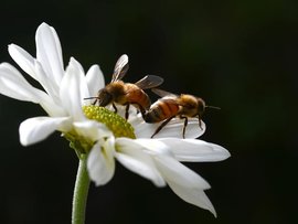 Bees are seen on a flower