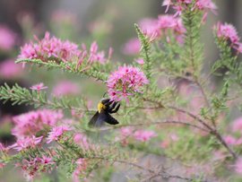 Bees 