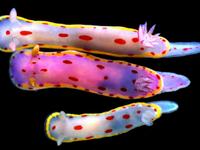 Three sea slug species