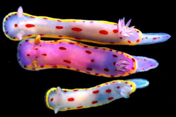 Three sea slug species
