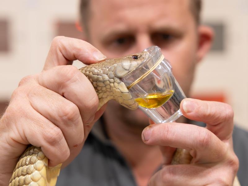 A snake is milked for venom 