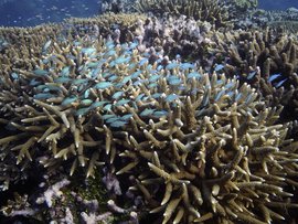 Moore Reef off the coast of Queensland