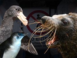 Bird flu