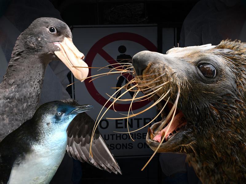 Bird flu