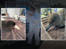 Birds with bird flu