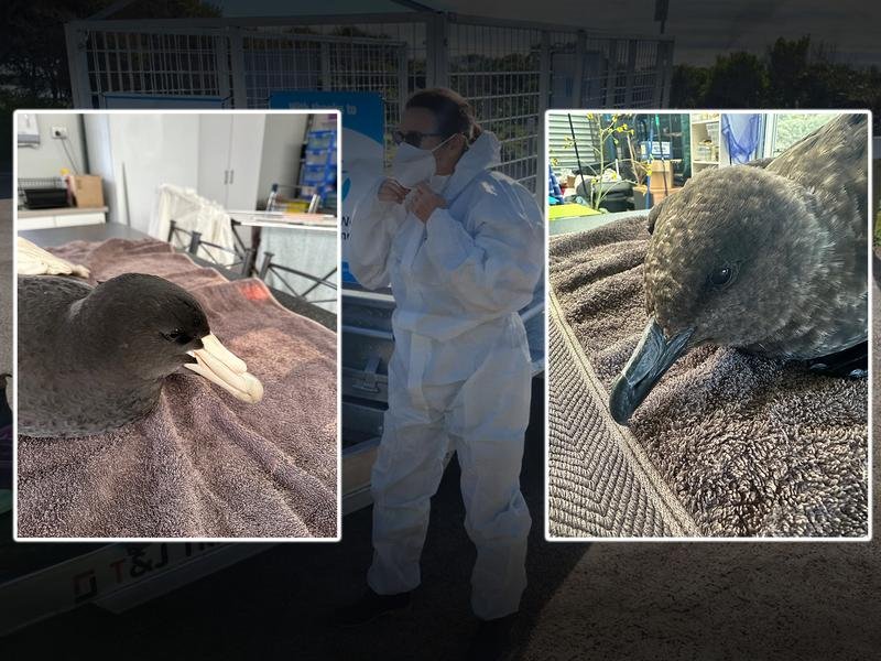 Birds with bird flu