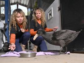 A giant petrel (file)