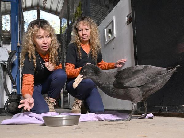 A giant petrel (file)