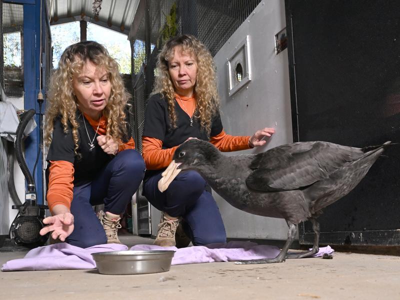A giant petrel (file)
