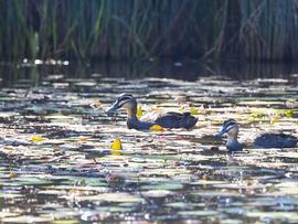 Pacific Black Ducks at the Berrinba Wetlands, south of Brisbane