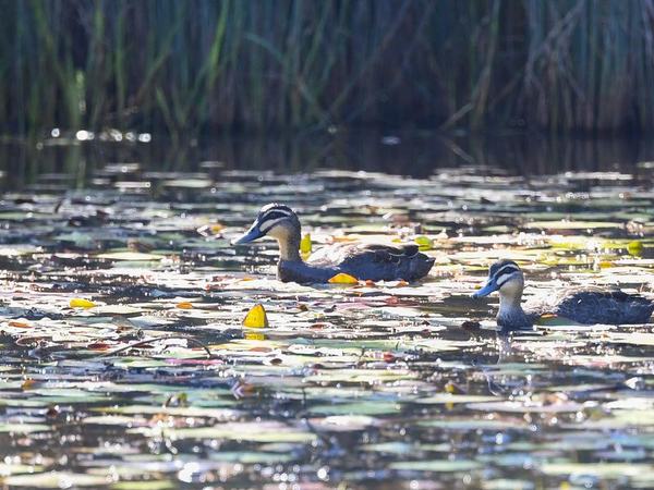 Pacific Black Ducks at the Berrinba Wetlands, south of Brisbane