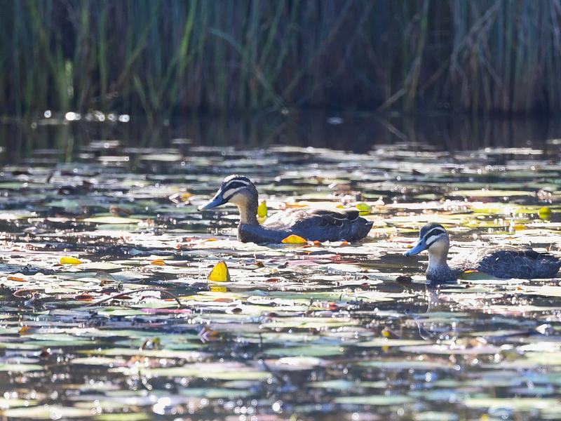 Pacific Black Ducks at the Berrinba Wetlands, south of Brisbane