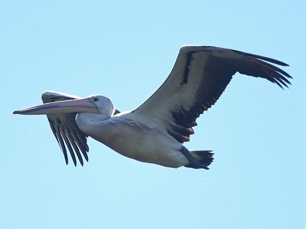 A pelican flies above the Berrinba Wetlands in Logan, Qld