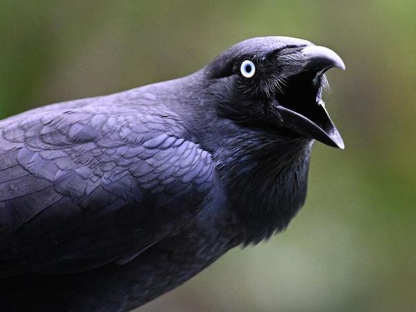 Australian raven